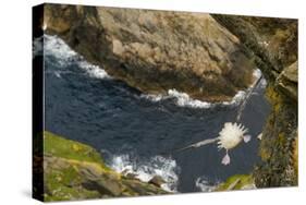 Fulmar (Fulmarus Glacialis) Bird Hanging in Air over Cliffs, Shetland Islands, Scotland-Andy Parkinson-Stretched Canvas