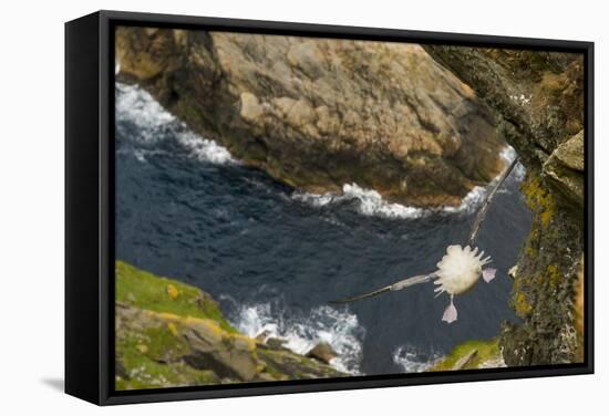 Fulmar (Fulmarus Glacialis) Bird Hanging in Air over Cliffs, Shetland Islands, Scotland-Andy Parkinson-Framed Stretched Canvas