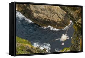 Fulmar (Fulmarus Glacialis) Bird Hanging in Air over Cliffs, Shetland Islands, Scotland-Andy Parkinson-Framed Stretched Canvas