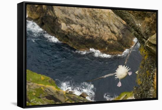 Fulmar (Fulmarus Glacialis) Bird Hanging in Air over Cliffs, Shetland Islands, Scotland-Andy Parkinson-Framed Stretched Canvas