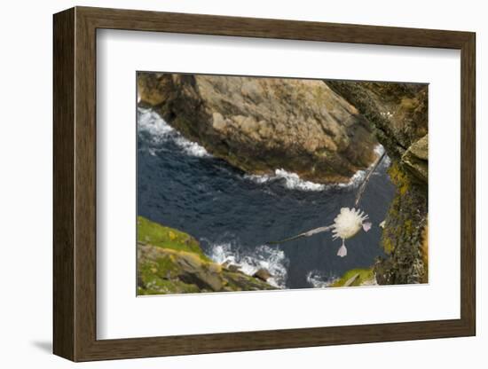 Fulmar (Fulmarus Glacialis) Bird Hanging in Air over Cliffs, Shetland Islands, Scotland-Andy Parkinson-Framed Photographic Print