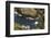 Fulmar (Fulmarus Glacialis) Bird Hanging in Air over Cliffs, Shetland Islands, Scotland-Andy Parkinson-Framed Photographic Print