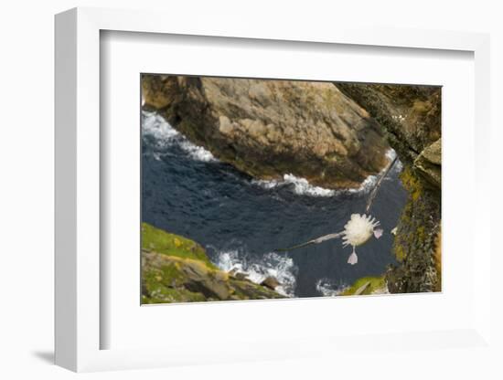 Fulmar (Fulmarus Glacialis) Bird Hanging in Air over Cliffs, Shetland Islands, Scotland-Andy Parkinson-Framed Photographic Print