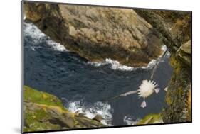 Fulmar (Fulmarus Glacialis) Bird Hanging in Air over Cliffs, Shetland Islands, Scotland-Andy Parkinson-Mounted Photographic Print