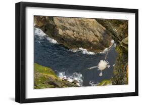 Fulmar (Fulmarus Glacialis) Bird Hanging in Air over Cliffs, Shetland Islands, Scotland-Andy Parkinson-Framed Photographic Print