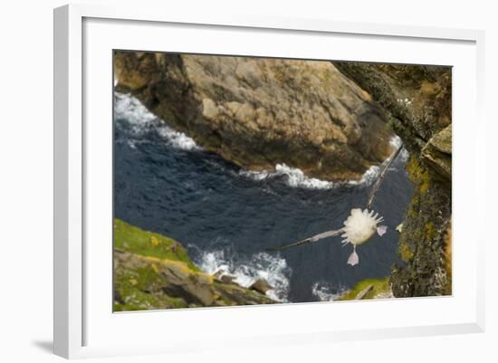 Fulmar (Fulmarus Glacialis) Bird Hanging in Air over Cliffs, Shetland Islands, Scotland-Andy Parkinson-Framed Photographic Print