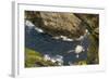 Fulmar (Fulmarus Glacialis) Bird Hanging in Air over Cliffs, Shetland Islands, Scotland-Andy Parkinson-Framed Photographic Print