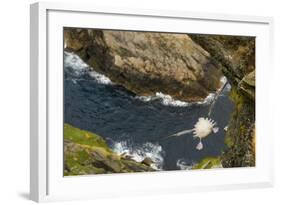 Fulmar (Fulmarus Glacialis) Bird Hanging in Air over Cliffs, Shetland Islands, Scotland-Andy Parkinson-Framed Photographic Print