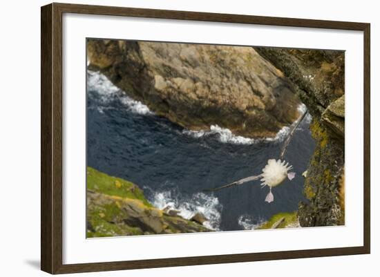 Fulmar (Fulmarus Glacialis) Bird Hanging in Air over Cliffs, Shetland Islands, Scotland-Andy Parkinson-Framed Photographic Print