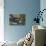 Fulmar (Fulmarus Glacialis) Bird Hanging in Air over Cliffs, Shetland Islands, Scotland-Andy Parkinson-Mounted Photographic Print displayed on a wall