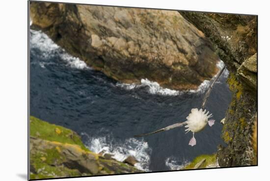 Fulmar (Fulmarus Glacialis) Bird Hanging in Air over Cliffs, Shetland Islands, Scotland-Andy Parkinson-Mounted Photographic Print