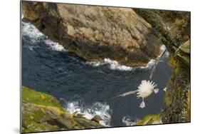 Fulmar (Fulmarus Glacialis) Bird Hanging in Air over Cliffs, Shetland Islands, Scotland-Andy Parkinson-Mounted Photographic Print