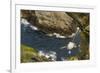 Fulmar (Fulmarus Glacialis) Bird Hanging in Air over Cliffs, Shetland Islands, Scotland-Andy Parkinson-Framed Photographic Print