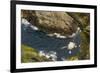 Fulmar (Fulmarus Glacialis) Bird Hanging in Air over Cliffs, Shetland Islands, Scotland-Andy Parkinson-Framed Photographic Print