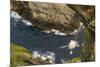 Fulmar (Fulmarus Glacialis) Bird Hanging in Air over Cliffs, Shetland Islands, Scotland-Andy Parkinson-Mounted Photographic Print