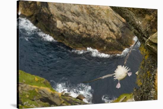 Fulmar (Fulmarus Glacialis) Bird Hanging in Air over Cliffs, Shetland Islands, Scotland-Andy Parkinson-Stretched Canvas