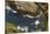 Fulmar (Fulmarus Glacialis) Bird Hanging in Air over Cliffs, Shetland Islands, Scotland-Andy Parkinson-Stretched Canvas