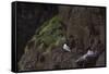 Fulmar, Fulmarus glacialis, chick-olbor-Framed Stretched Canvas