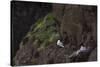 Fulmar, Fulmarus glacialis, chick-olbor-Stretched Canvas