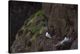 Fulmar, Fulmarus glacialis, chick-olbor-Stretched Canvas