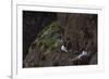 Fulmar, Fulmarus glacialis, chick-olbor-Framed Photographic Print