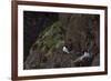 Fulmar, Fulmarus glacialis, chick-olbor-Framed Photographic Print