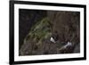 Fulmar, Fulmarus glacialis, chick-olbor-Framed Photographic Print