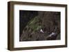 Fulmar, Fulmarus glacialis, chick-olbor-Framed Photographic Print