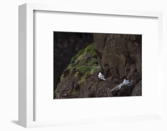 Fulmar, Fulmarus glacialis, chick-olbor-Framed Photographic Print