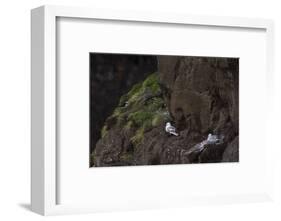 Fulmar, Fulmarus glacialis, chick-olbor-Framed Photographic Print