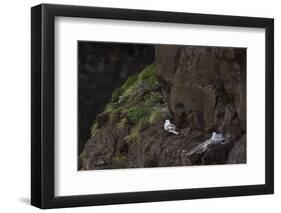 Fulmar, Fulmarus glacialis, chick-olbor-Framed Photographic Print