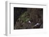 Fulmar, Fulmarus glacialis, chick-olbor-Framed Photographic Print