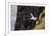 Fulmar, Fulmarus glacialis, Faeroese-olbor-Framed Photographic Print