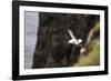 Fulmar, Fulmarus glacialis, Faeroese-olbor-Framed Photographic Print