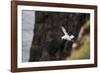 Fulmar, Fulmarus glacialis, Faeroese-olbor-Framed Photographic Print