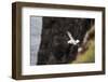 Fulmar, Fulmarus glacialis, Faeroese-olbor-Framed Photographic Print