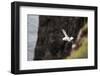 Fulmar, Fulmarus glacialis, Faeroese-olbor-Framed Photographic Print