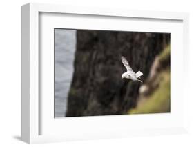 Fulmar, Fulmarus glacialis, Faeroese-olbor-Framed Photographic Print