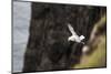 Fulmar, Fulmarus glacialis, Faeroese-olbor-Mounted Photographic Print