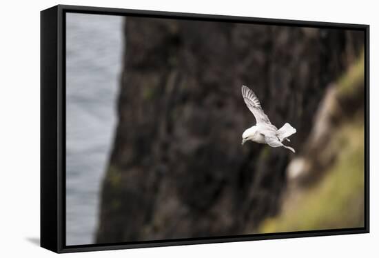 Fulmar, Fulmarus glacialis, Faeroese-olbor-Framed Stretched Canvas