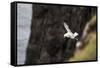 Fulmar, Fulmarus glacialis, Faeroese-olbor-Framed Stretched Canvas