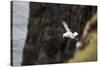 Fulmar, Fulmarus glacialis, Faeroese-olbor-Stretched Canvas