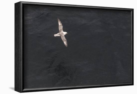 Fulmar, Fulmarus glacialis-olbor-Framed Photographic Print