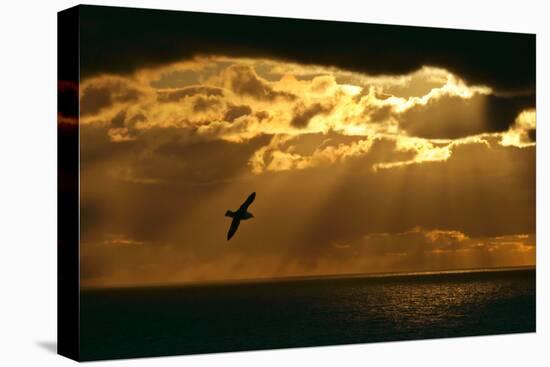 Fulmar in Flight in Front of Spectacular Lighting-null-Stretched Canvas