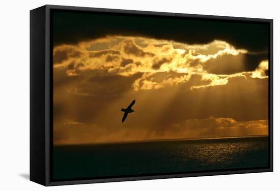 Fulmar in Flight in Front of Spectacular Lighting-null-Framed Stretched Canvas