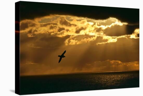 Fulmar in Flight in Front of Spectacular Lighting-null-Stretched Canvas