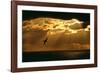 Fulmar in Flight in Front of Spectacular Lighting-null-Framed Photographic Print