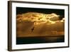 Fulmar in Flight in Front of Spectacular Lighting-null-Framed Photographic Print