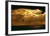 Fulmar in Flight in Front of Spectacular Lighting-null-Framed Photographic Print