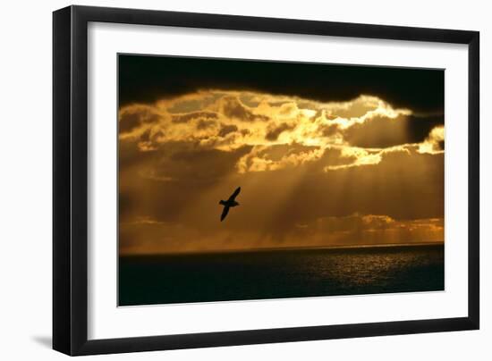 Fulmar in Flight in Front of Spectacular Lighting-null-Framed Photographic Print